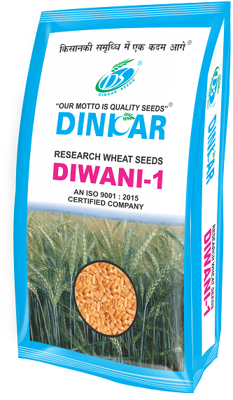 WHEAT DIWANI 1 