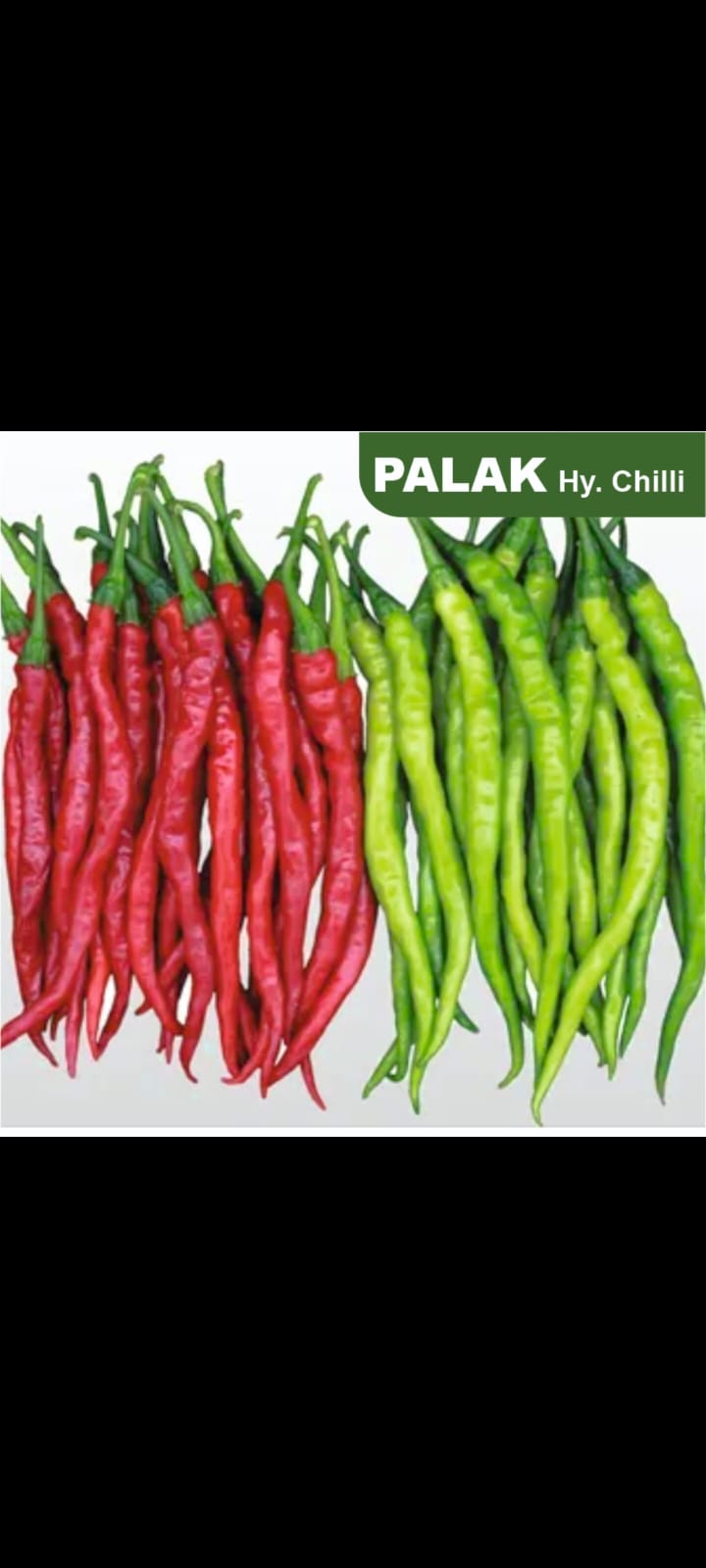 CHILLI PALAK