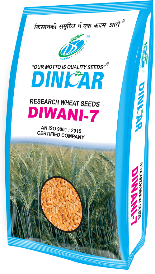 WHEAT DIWANI 7