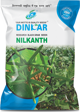 BLACK GRAM NILKANTAH 