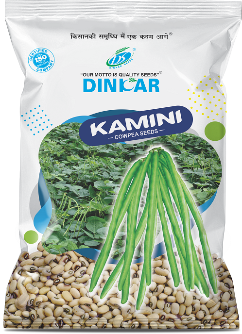 COWPEA KAMINI 